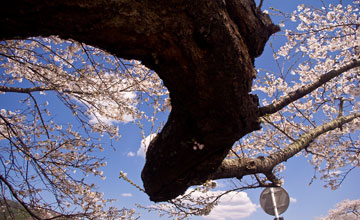 猿ｹ石桜